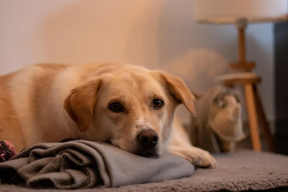 ¿Qué alimentos son adecuados para perros con baja actividad física?