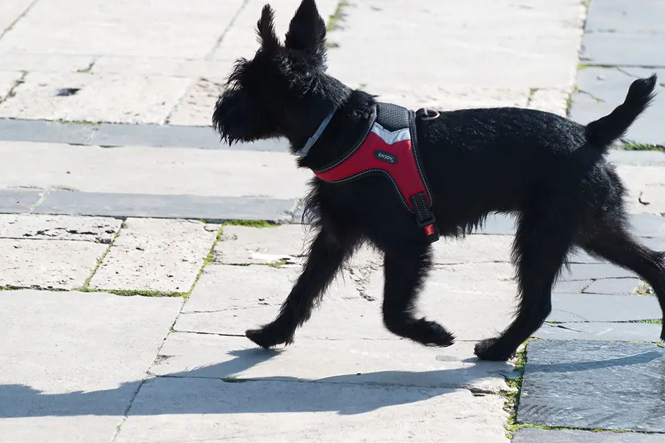 ¿Cómo enseñar a mi perro a no perseguir sombras o reflejos?