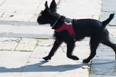 ¿Cómo enseñar a mi perro a no perseguir sombras o reflejos?