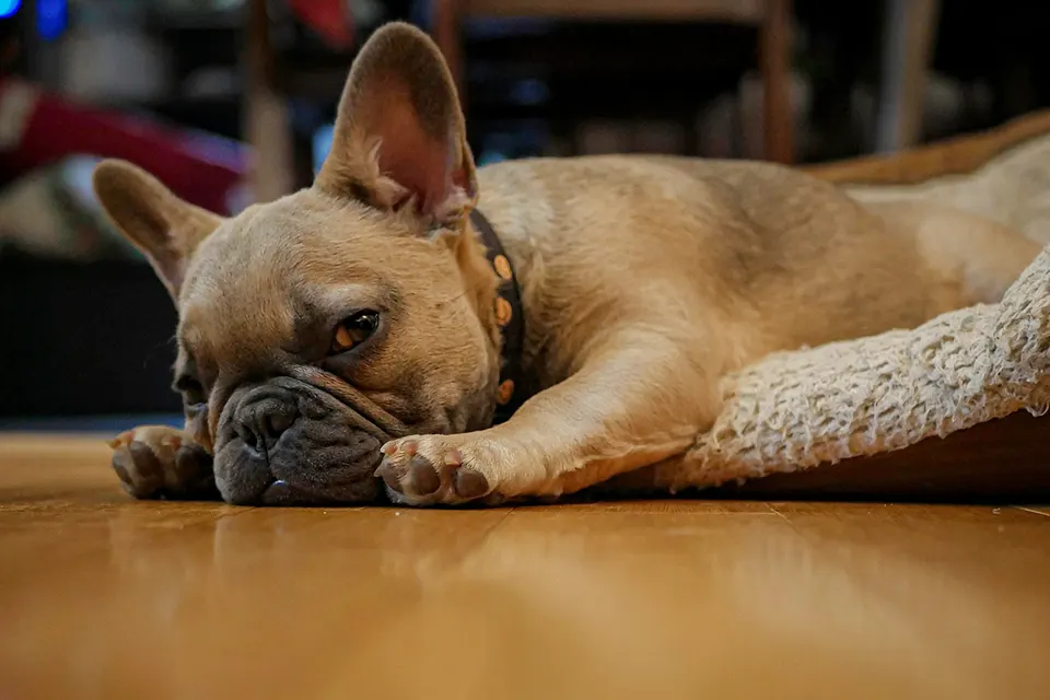 ¿Cómo comprobar en casa si mi perro tiene fiebre leve?