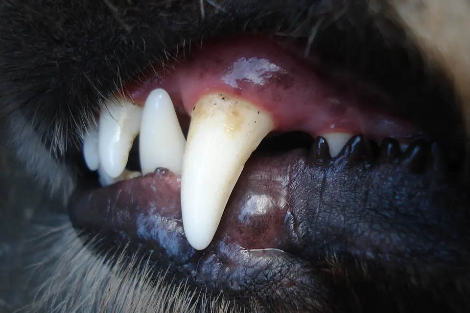 ¿Qué cuidados diarios previenen la acumulación de sarro?