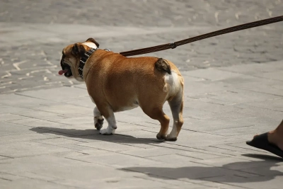 ¿Cómo entrenar a mi perro para que ignore comida en la calle?