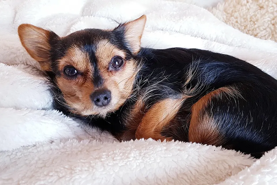 ¿Qué hábitos diarios reducen la caída estacional del pelo?