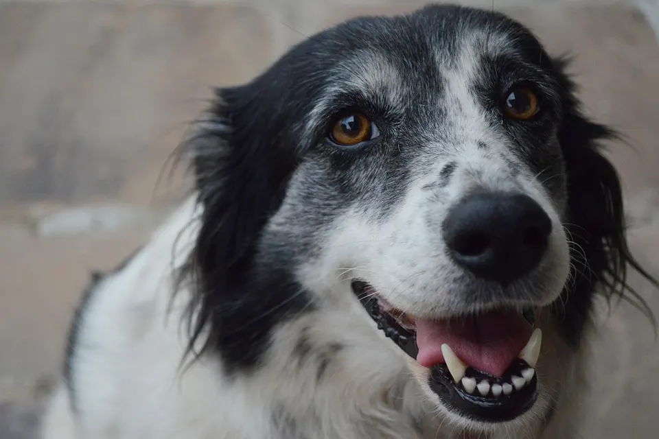 ¿Cómo enseñar a mi perro a esperar en el ascensor sin ansiedad?