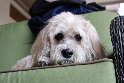 ¿Cómo enseñar a mi perro a entrar solo en el transportín?