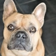 ¿Cómo enseñar a mi perro a no robar comida de la cocina?