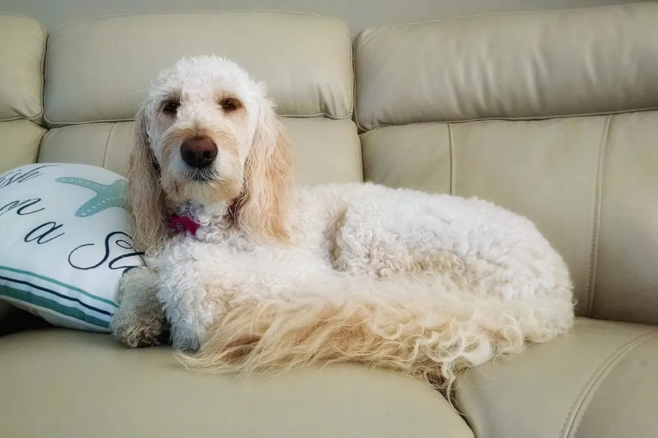 ¿Cómo enseñar a mi perro a no tirar objetos del sofá?
