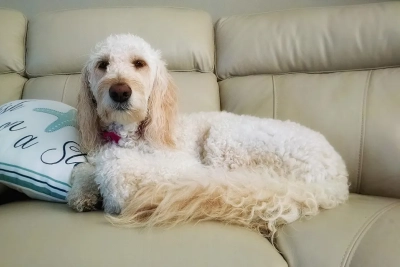¿Cómo enseñar a mi perro a no tirar objetos del sofá?