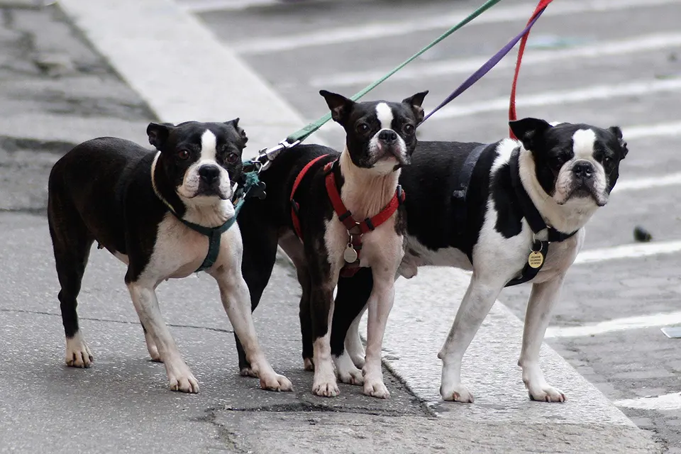 ¿Cómo enseñar a mi perro a caminar tranquilo en lugares concurridos?
