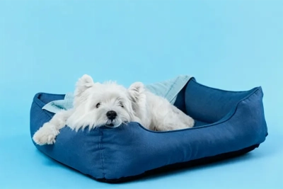 Salud y Bienestar del Perro